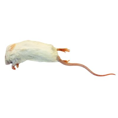 Frozen Mice Large Size 22-30g - Pack of 25