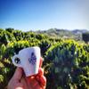 Alto Grande, Yaucono Puerto Rico Coffee Capsule for Nespresso Machine 2 Box Bundle (1 of each) Dark Brown view 2