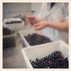 SIGI Azienda Agricola ISABELLA GRAPE Jam | Free of Food Dyes, Preservatives and Additives | 100% Artisanal and Natural | Handmade and Made in Italy | Jar 220gr. view 2