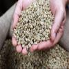 1KG Green Raw Hand Picked Tanzanian 100% Arabica Coffee Beans, Grade AA view 3