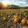 Pumpkin Seed Oil 250ml - Cold Pressed & Toasted Cooking Oil view 3