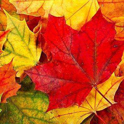 20 Napkins Autumn with Autumn Leaves in Red/Yellow Paper Napkins Autumn Table Decoration Autumn with Leaves and Leaves Autumn Colours Autumn Motif 33 x 33 cm