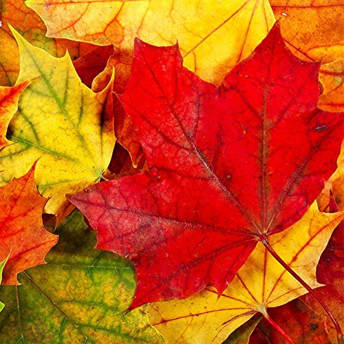 20 Napkins Autumn with Autumn Leaves in Red/Yellow Paper Napkins Autumn Table Decoration Autumn with Leaves and Leaves Autumn Colours Autumn Motif 33 x 33 cm
