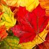 20 Napkins Autumn with Autumn Leaves in Red/Yellow Paper Napkins Autumn Table Decoration Autumn with Leaves and Leaves Autumn Colours Autumn Motif 33 x 33 cm view 1