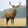 20 Napkins Deer in Nature / Animals / Animal Motif / Forest 33 x 33 cm view 1