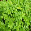 Health Embassy European Blueberry Leaf | Vaccinium myrtillus L | 100g view 4
