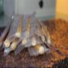 10 x Miswak, Siwak, Meswak, Sewak, Natural Toothbrushes view 2