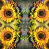 20 Napkins Sunflower in Natural Arrangement / Flowers / Autumn 33 x 33 cm view 2