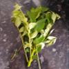 Fresh Curry Leaves/Kadi Patha (Free UK Post) ,Aromatic/Heathy/Asian cooking view 1