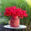 Harbor Gardens H12503RED 8.3" Old Fashioned Distressed Vintage Red Milk Can view 2