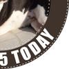 Boston Terrier Dog - Any Size (4in - 7.5in) Personalised Edible Cake Topper on Premium Icing view 3