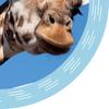 Wild African Giraffe - Any Size (4in - 7.5in) Personalised Edible Cake Topper on Premium Icing view 3