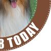 Rough Collie Dog - Any Size (4in - 7.5in) Personalised Edible Cake Topper on Premium Icing view 3
