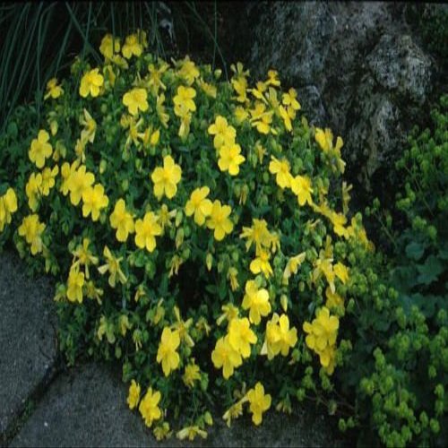 Hypericum cerastoides | Trailing St. Johns Wort | 20_Seeds