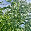 Fresh Curry Leaves 50G view 2