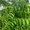Fresh Curry Leaves 50G view 3