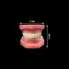 YOUYA Dental TM-208 Demonstration Orthodontic Model Teeth Teach Study Tools with Metal and Ceramic Bracket(Red) view 3