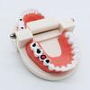 Airgoesin Dental Standard Teeth Study Teaching Model Kids Patient Education Caries Treatment Decayed Tooth Model view 3