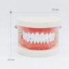 Airgoesin Dental Standard Teeth Study Teaching Model Kids Patient Education Caries Treatment Decayed Tooth Model view 4