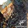 450 g Raw Black Forest Bee Honey, Oak Honeydew from Aphids view 4