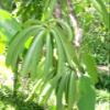 25 x Gourmet Quality Madagascar Bourbon Vanilla Seeds view 4
