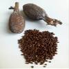 Ghana Alligator Pepper mbongo spice hepper Pepper (10) view 4