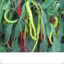 20 Aci Sivri Hot Pepper Seed,Organic, Medium Heat,Very Versatile.Open pollinated