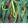 20 Aci Sivri Hot Pepper Seed,Organic, Medium Heat,Very Versatile.Open pollinated view 1