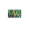 20 Aci Sivri Hot Pepper Seed,Organic, Medium Heat,Very Versatile.Open pollinated view 2