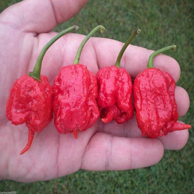 (5) Carolina Reaper Pepper SEEDSWorld's Hottest Pepper