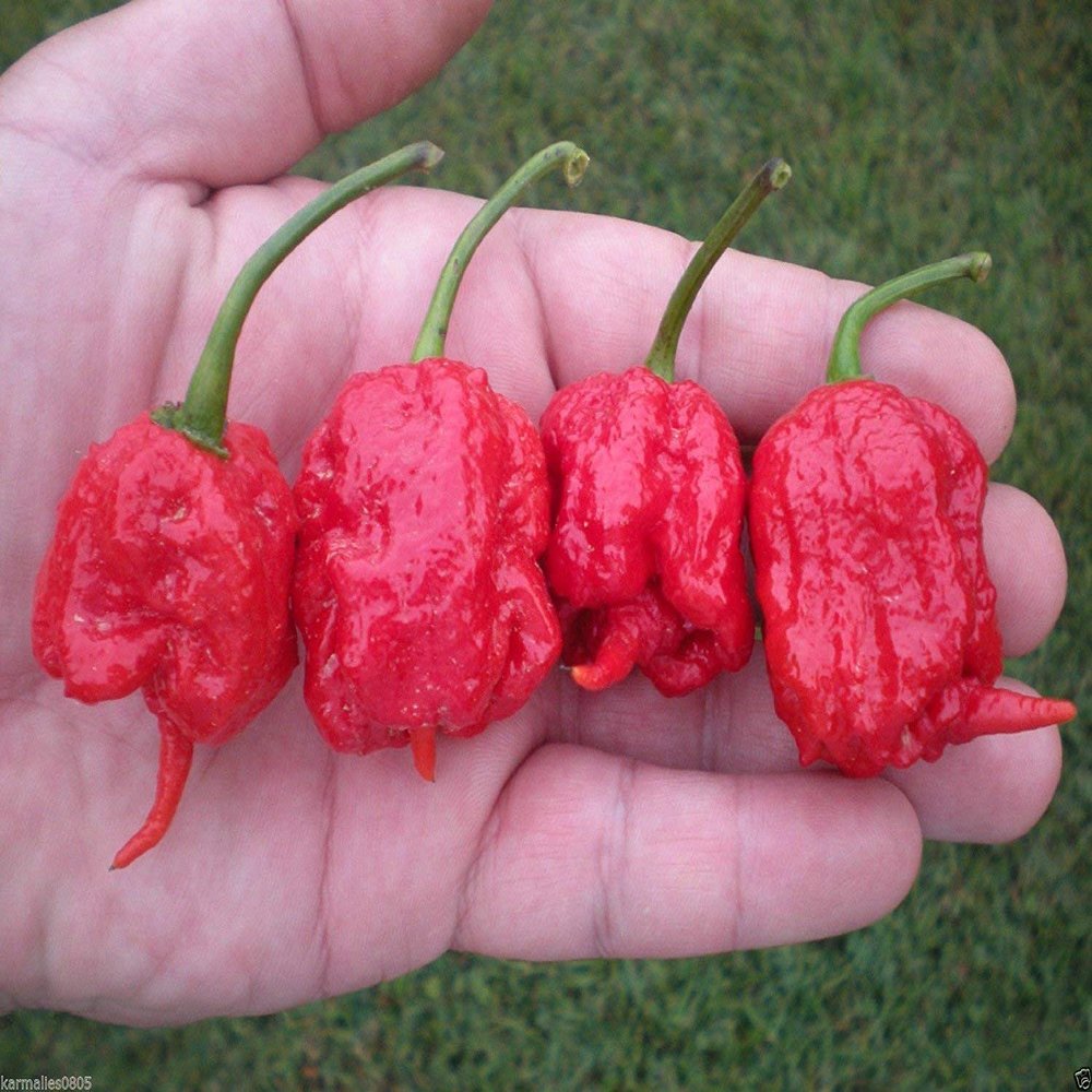 (5) Carolina Reaper Pepper SEEDSWorld's Hottest Pepper