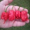 (5) Carolina Reaper Pepper SEEDSWorld's Hottest Pepper view 1