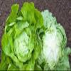 Bingenheimer lettuce Lucinde, open range lettuce for year-round outdoor cultivation, organic, 1 portion bag view 1