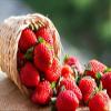 Fortisip High Energy Strawberry 200 ml (Pack of 12) view 4