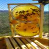 100% Pure Natural Wildflower Meden Honey - 900g - Unfiltered Unheated Unpasteurized Crystallised Honey view 2