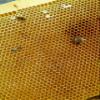100% Pure Natural Wildflower Meden Honey - 900g - Unfiltered Unheated Unpasteurized Crystallised Honey view 3