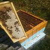 1.5KG MULTIFLOWER 100% PURE RAW ORGANIC HONEY UNFILTERED UNHEATED BY MEDEN view 2