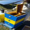 1.5KG MULTIFLOWER 100% PURE RAW ORGANIC HONEY UNFILTERED UNHEATED BY MEDEN view 3
