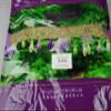 Honeysuckle Flower/Flos Lonicerae/Jin Yin Hua/ (100g) view 2