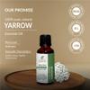 Yarrow Oil -(Achillea Millefolium)- Essential Oil 100% Pure Natural Undiluted Uncut Therapeutic Grade Oil 1.01 Fl.OZ view 3