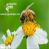 500 g Organic Raw Bee Pollen from Wildflowers and Forest Herbs, Unheated, Pure view 4
