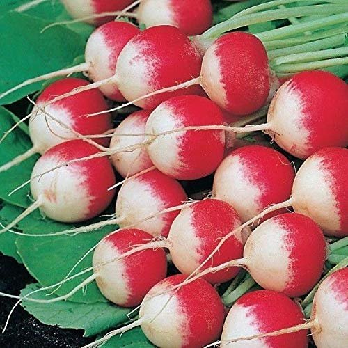 AGROBITS Red with tip Heirloom Vegablefrom Ukraine