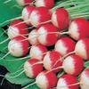 AGROBITS Red with tip Heirloom Vegablefrom Ukraine view 1