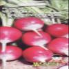 AGROBITS Red with tip Heirloom Vegablefrom Ukraine view 2
