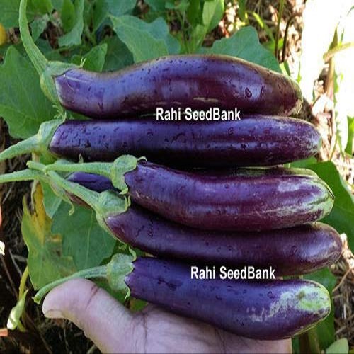 AGROBITS Egg Indian Long ny Purple - Delicious & gh-Yie Egg - 15 See!