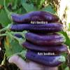 AGROBITS Egg Indian Long ny Purple - Delicious & gh-Yie Egg - 15 See! view 1