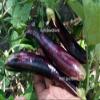 AGROBITS Egg Indian Long ny Purple - Delicious & gh-Yie Egg - 15 See! view 2