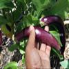 AGROBITS Egg Indian Long ny Purple - Delicious & gh-Yie Egg - 15 See! view 3