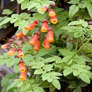 AGROBITS 40 CL Glory Eccremorpus Sber Flowes