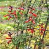 AGROBITS 40 CL Glory Eccremorpus Sber Flowes view 2